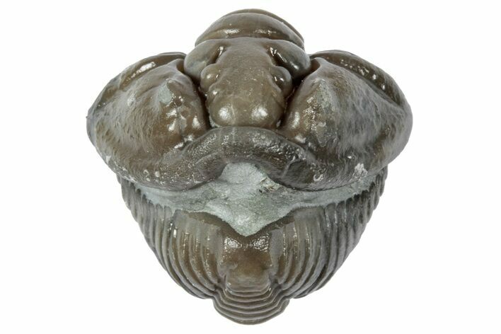 Wide Enrolled Flexicalymene Trilobite - Mt Orab, Ohio #358083